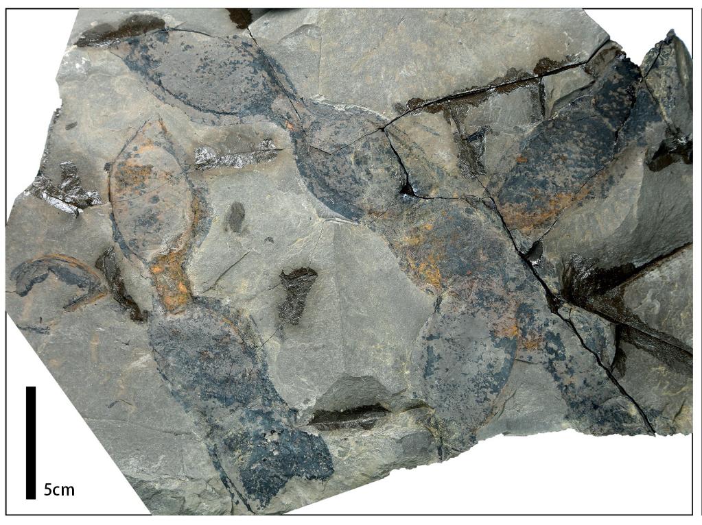 在越南北部发现的油麻藤豆荚化石。（阮伯雄 摄，中科院西双版纳热带植物园供图）