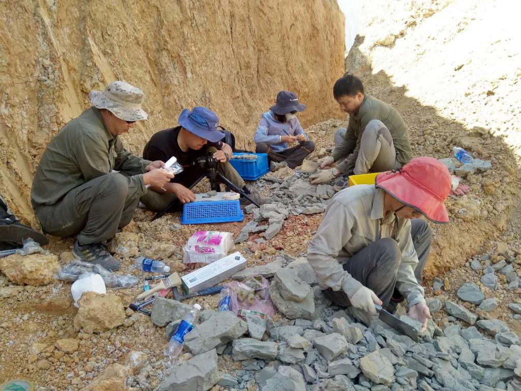 科研人员在越南北部采集化石。（阮伯雄 摄，中科院西双版纳热带植物园供图）